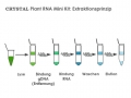 Bild 3 von CRYSTAL Plant RNA Kit